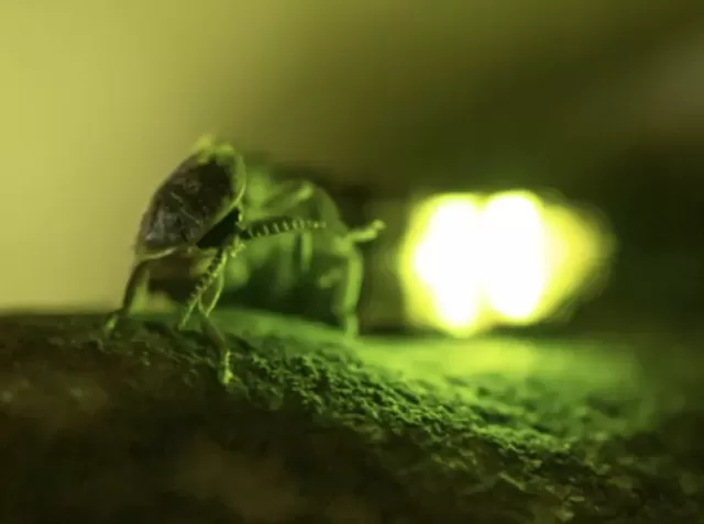 Europe's Glow-worms: A Fading Flicker of Decline