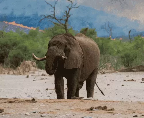 Widespread Species Collapse Revealed