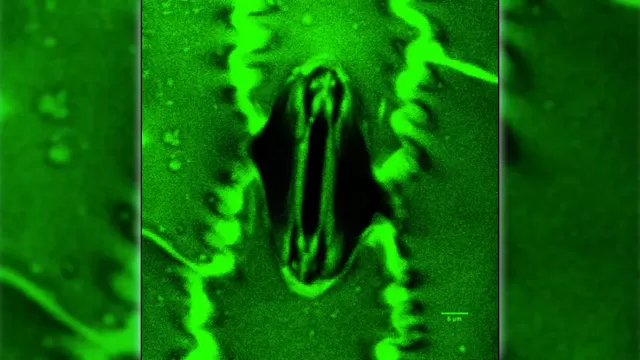 New Tool Reveals Stomatal Secrets for Drought-Resistant Crops